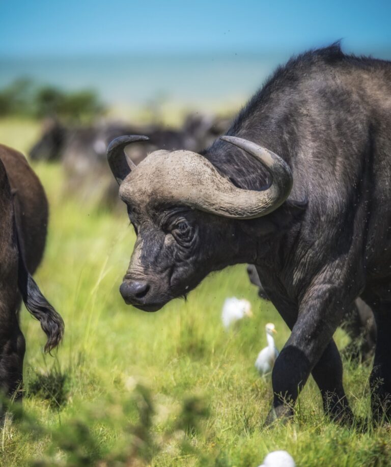 An African Buffalo during a game drive