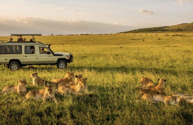 Lions chilling in their habitat.