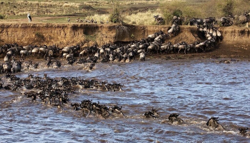 Wildebeest in Mara river