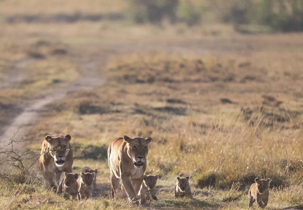 Pride of Lion