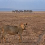 Lion with a herd of elephants background.