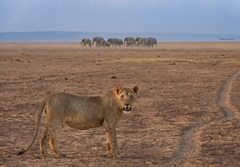 Lion with a herd of elephants background.