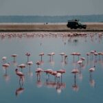 Flamingos wading in a lake with a safari vehicle on the shore