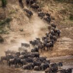 Wildebeest migration sighting