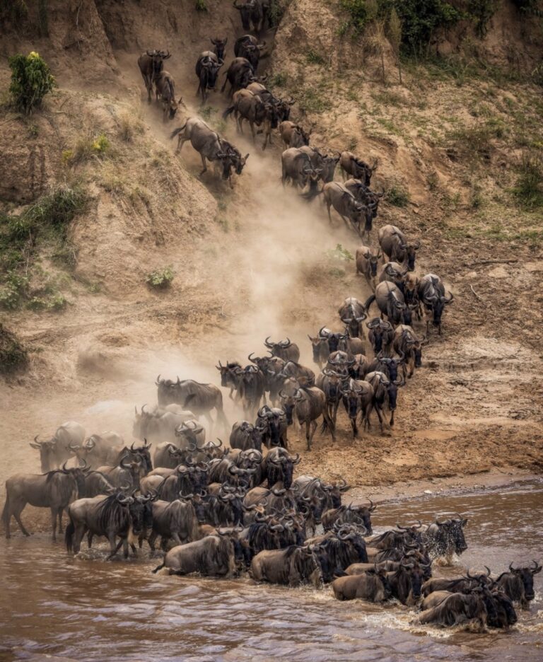 Wildebeest migration sighting