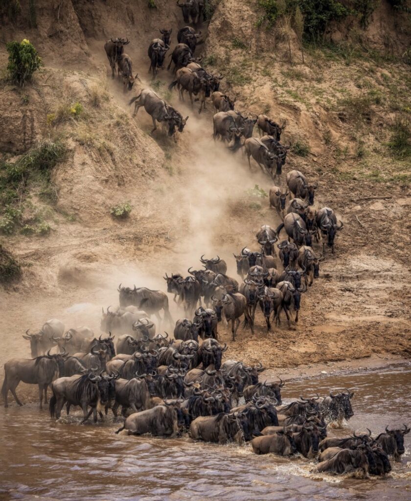 Wildebeest migration sighting