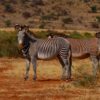 How Much Does a Kenya Safari Cost? (2026 Guide)