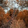Maasai Mara vs Amboseli: Which Safari Should You Choose?