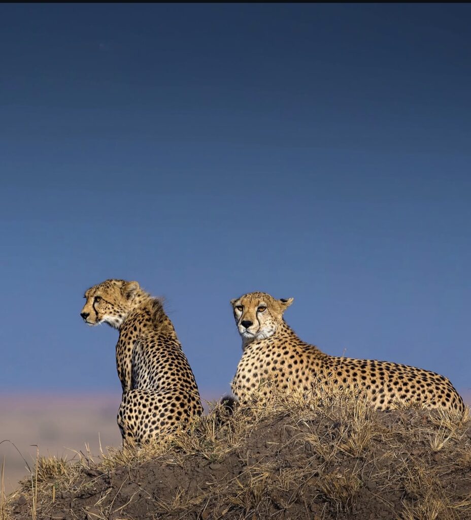 Cheetahs posing