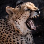 Cheetah yawning