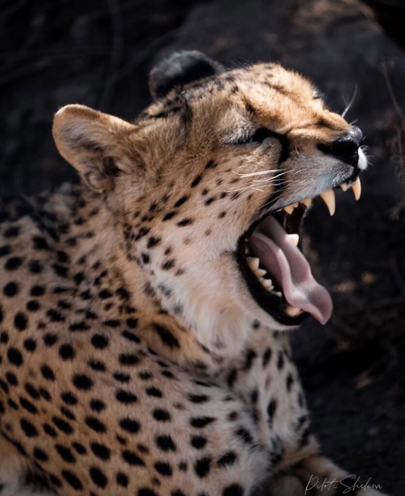 Cheetah yawning
