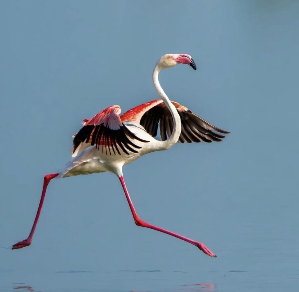 Flamingo running across the water with wings open