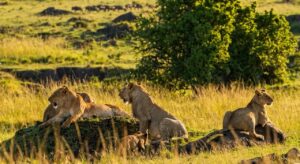 Lions