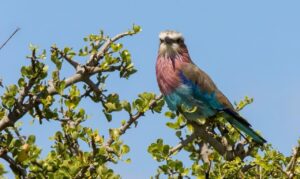 Lilac-breasted roller