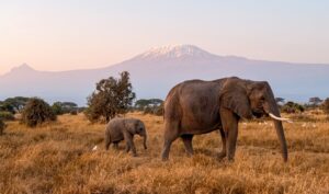 Amboseli National Park 