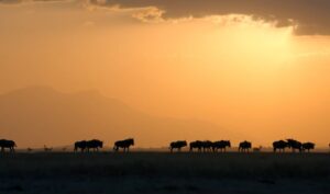 Wildebeest silhouetted against an orange sunset in Amboseli National Park