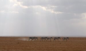 Zebras in Amboseli plains