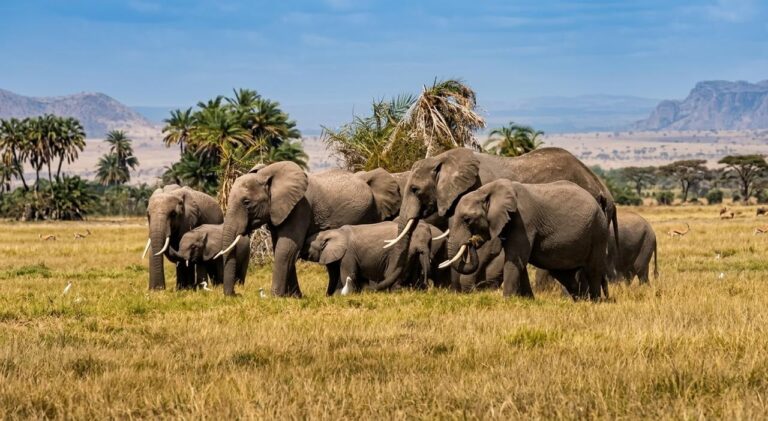 Elephants in Amboseli