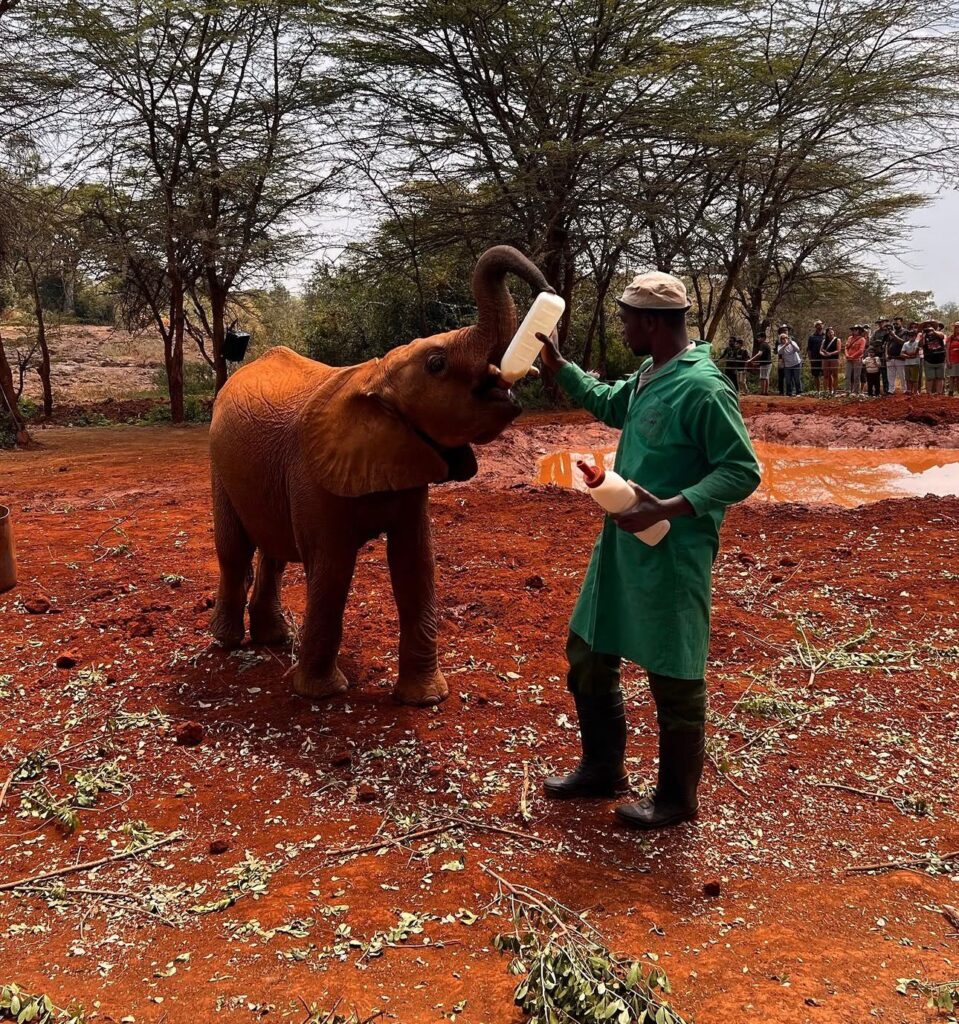 Keeper bottle-feeding an orphaned elephant calf at the David Sheldrick Elephant Orphanage