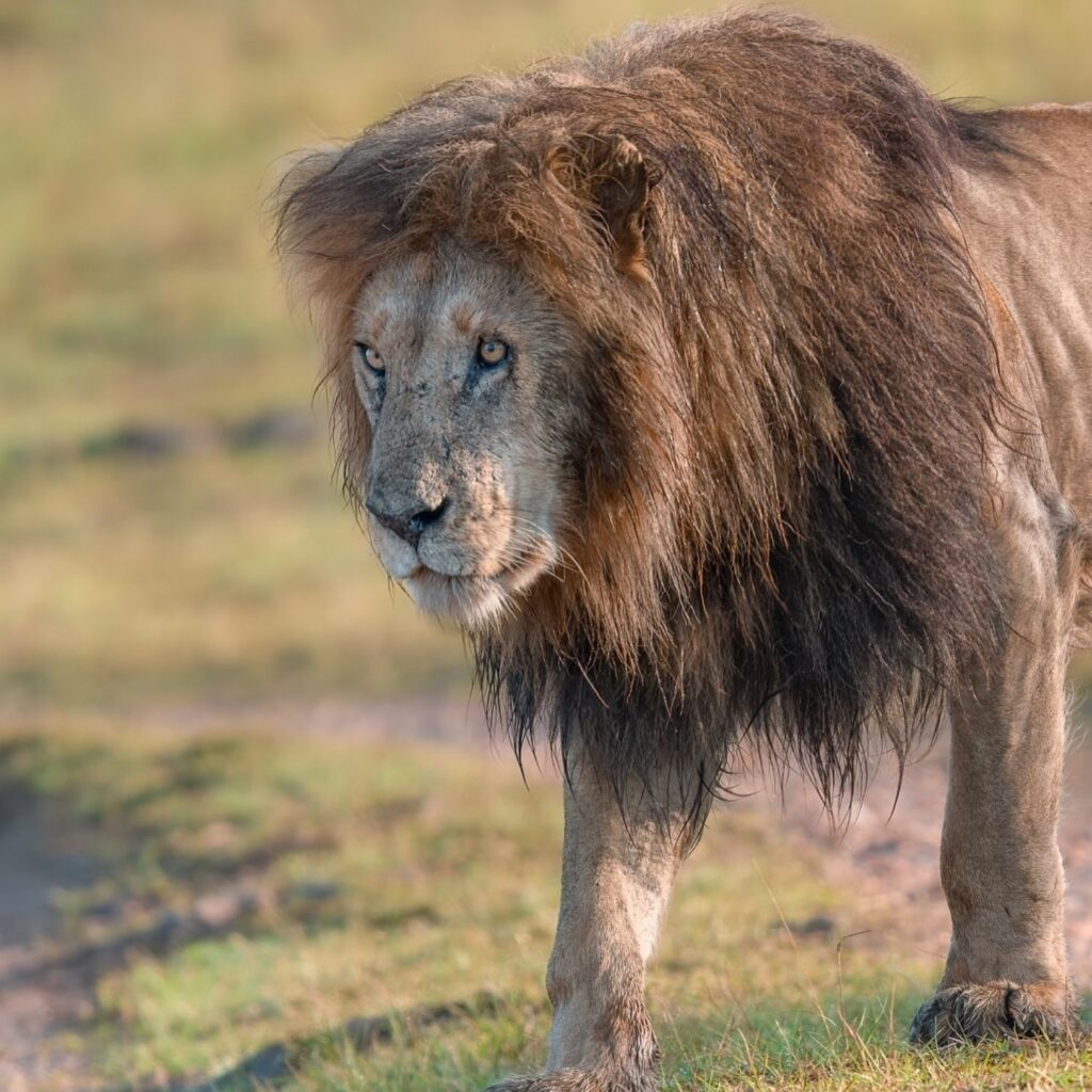 affordable Kenya Safari