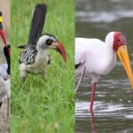bird watching safari in kenya