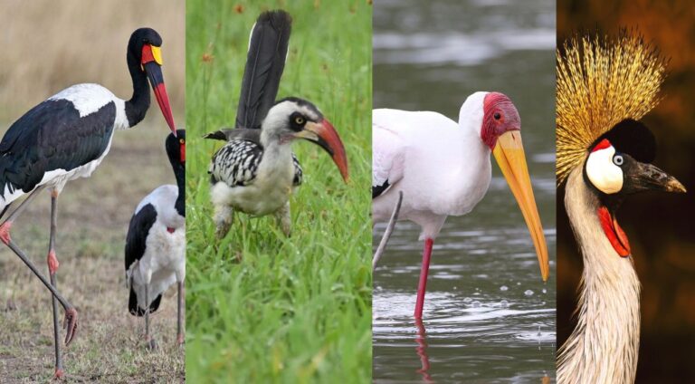 bird watching safari in kenya