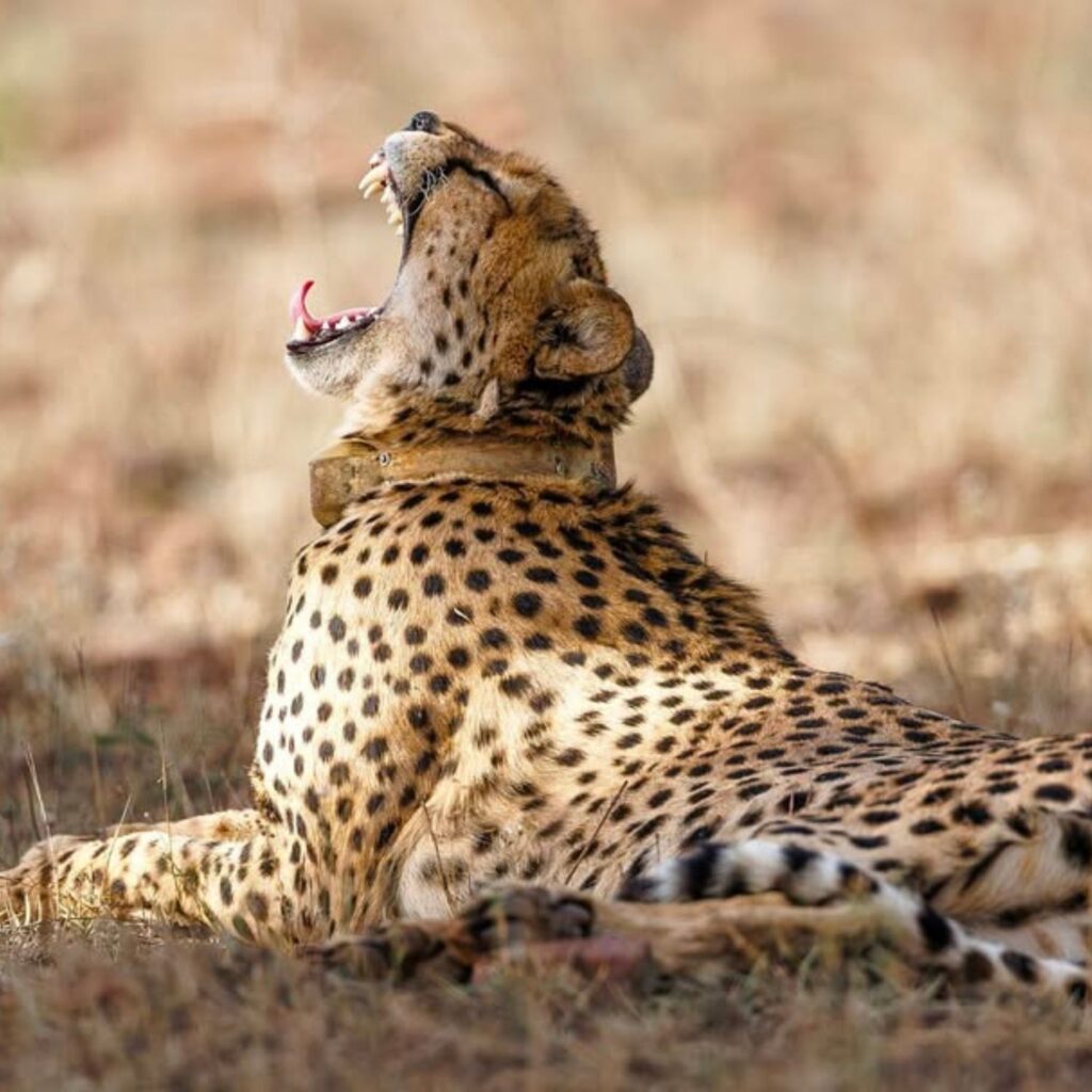 cheetah safari in Kenya