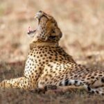 cheetah safari in Kenya