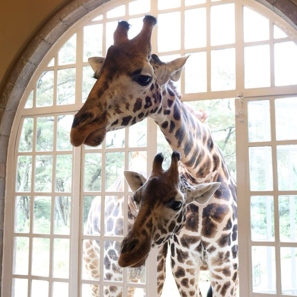 Giraffe Manor Nairobi