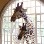 Giraffe Manor Nairobi
