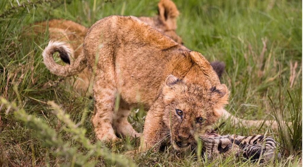 How to Book a Safari in Kenya A Step-by-Step Guide