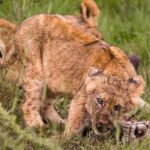 How to Book a Safari in Kenya A Step-by-Step Guide