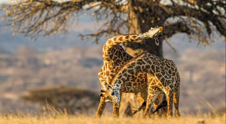 Kenya safari tips for first-timers