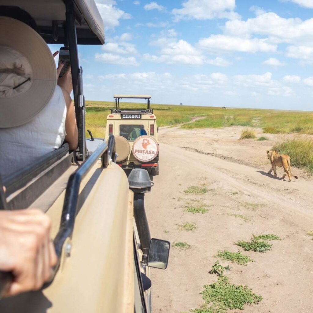 Guests in a safari vehicle watching a lion beside the track