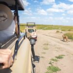 Guests in a safari vehicle watching a lion beside the track