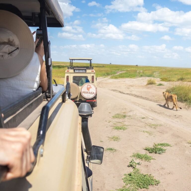 Guests in a safari vehicle watching a lion beside the track