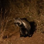 night game drive kenya
