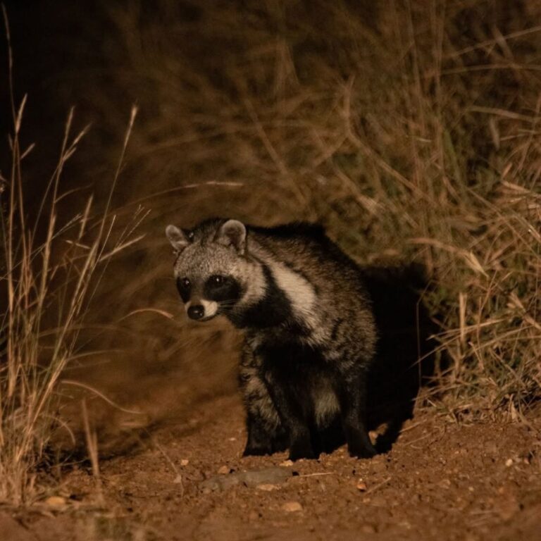 night game drive kenya