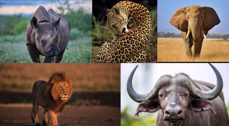 The Big Five in Kenya
