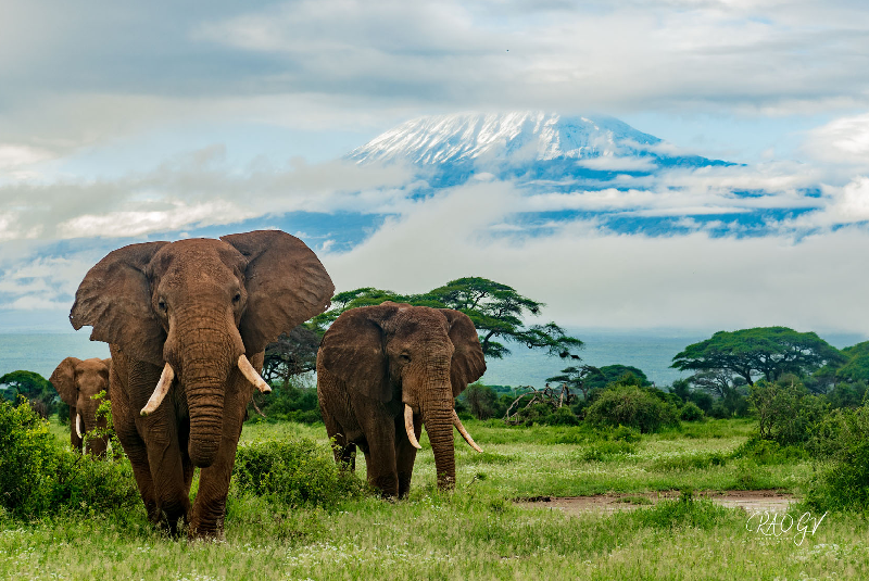 Amboseli