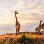 Giraffes standing on the Maasai Mara plains at sunset