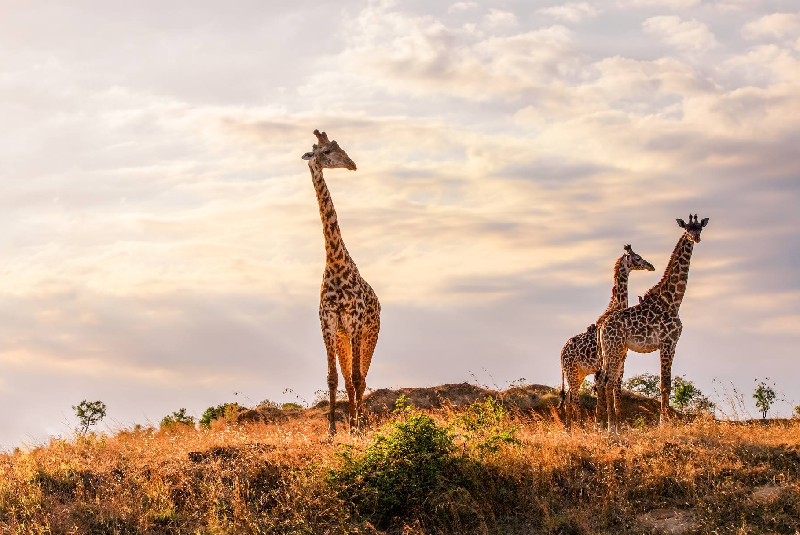 Masai Mara