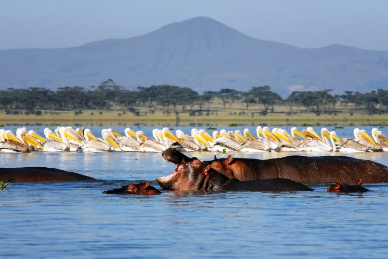 Mount Kenya