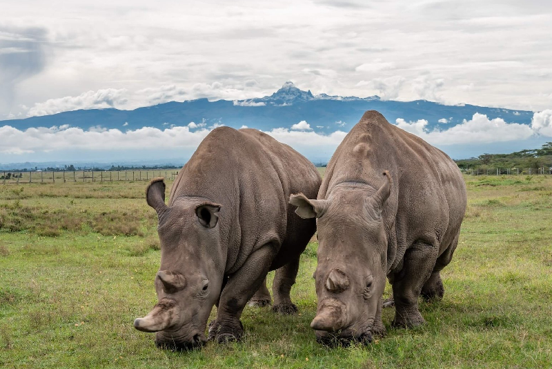 Ol Pejeta Conservancy