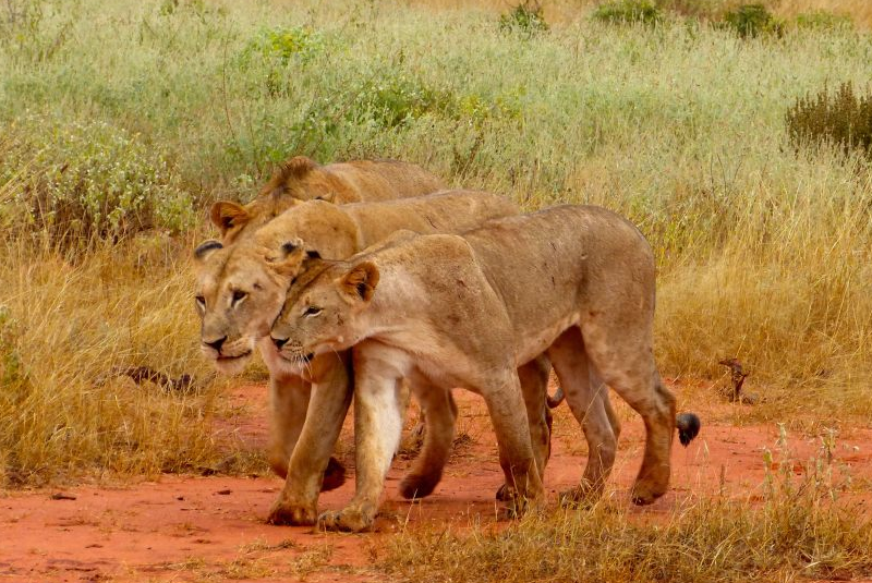 Tsavo National Park