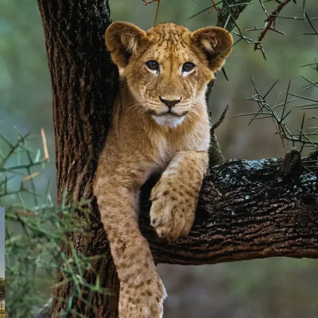 baby animal safari in kenya