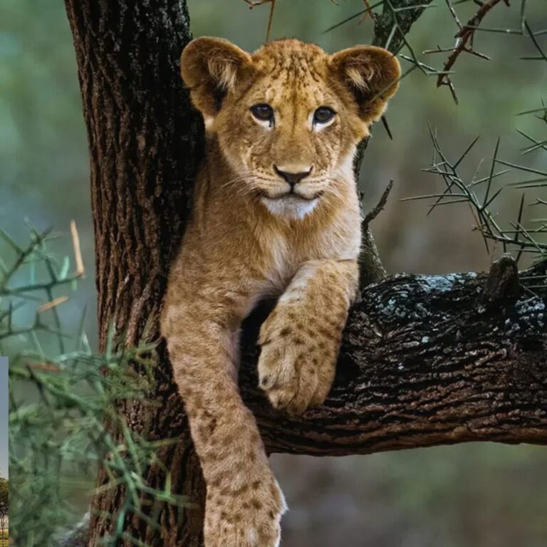 baby animal safari in kenya