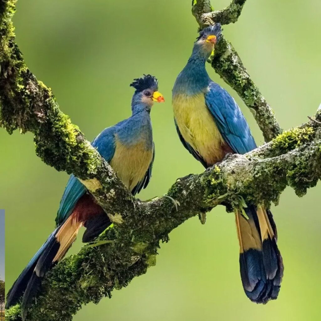 safari birds in kenya