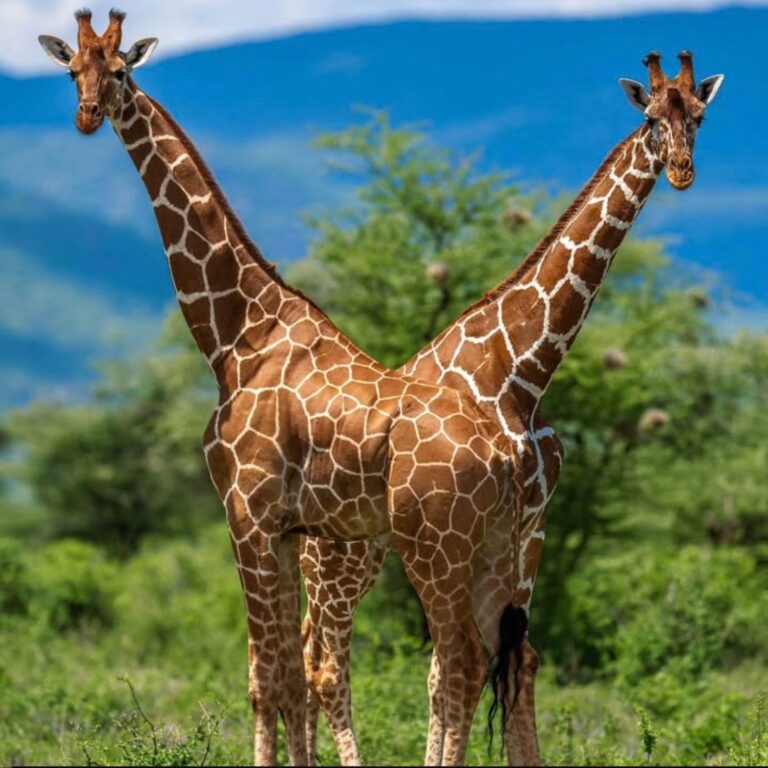 safari giraffe photos kenya
